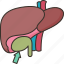 gallbladder, bile, digestion, abdominal, anatomy 