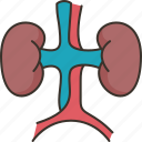 kidneys, urinary, organ, anatomy, medical