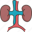 kidneys, urinary, organ, anatomy, medical 