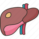 liver, hepatic, organ, anatomy, abdominal
