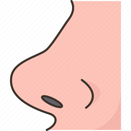 Nose, sinus, nasal, respiratory, anatomy icon - Download on Iconfinder