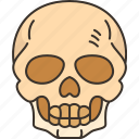 skull, head, skeleton, human, death
