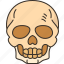 skull, head, skeleton, human, death 
