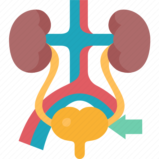 Bladder, urinary, anatomy, organ, health icon - Download on Iconfinder