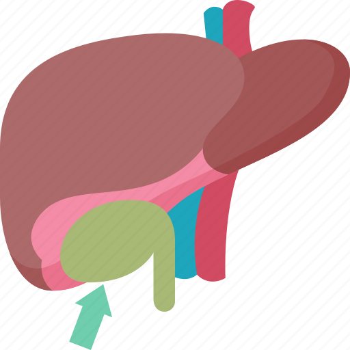 Gallbladder, bile, digestion, abdominal, anatomy icon - Download on Iconfinder