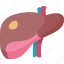 liver, hepatic, organ, anatomy, abdominal 