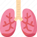 lungs, bronchitis, respiratory, chest, health