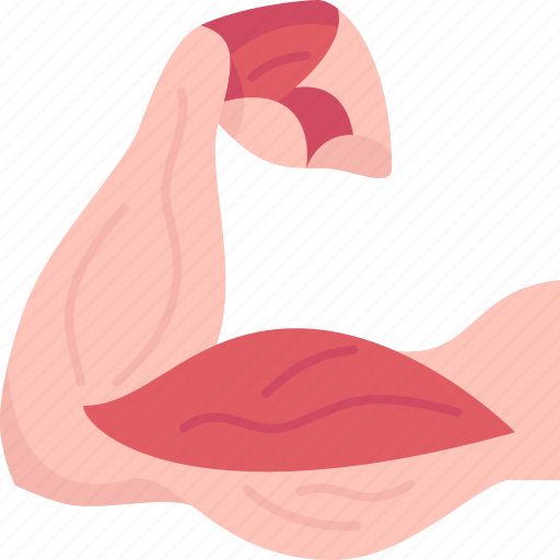 Muscle, fiber, biceps, tissue, arm icon - Download on Iconfinder