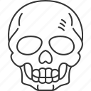 skull, head, skeleton, human, death
