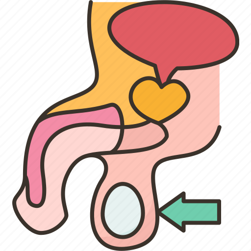 Scrotum, testicle, male, reproductive, anatomy icon - Download on Iconfinder
