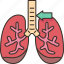 trachea, respiratory, organ, anatomy, human 