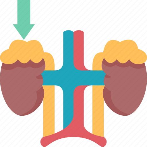 Adrenal, glands, kidneys, endocrine, hormone icon - Download on Iconfinder