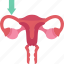 fallopian, tubes, oviduct, female, reproductive 
