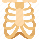 ribs, chest, skeleton, bone, human