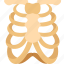 ribs, chest, skeleton, bone, human 