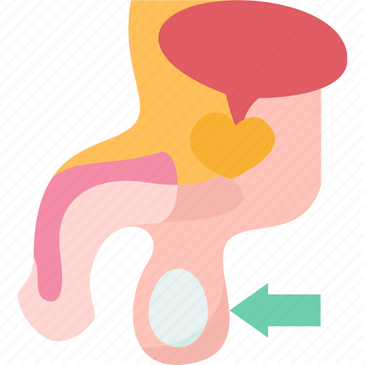 Scrotum, testicle, male, reproductive, anatomy icon - Download on Iconfinder