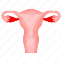 uterus, womb, ovary, cervix, body part