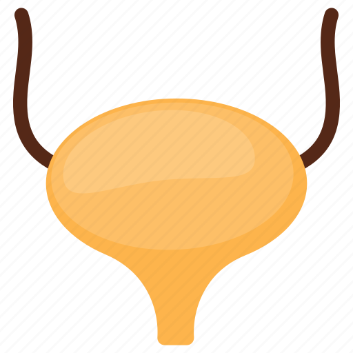 Bladder, organ, internal part, human, urinary bladder, ureter icon - Download on Iconfinder