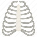 skeletal, ribs, cage, thorax, bone structure