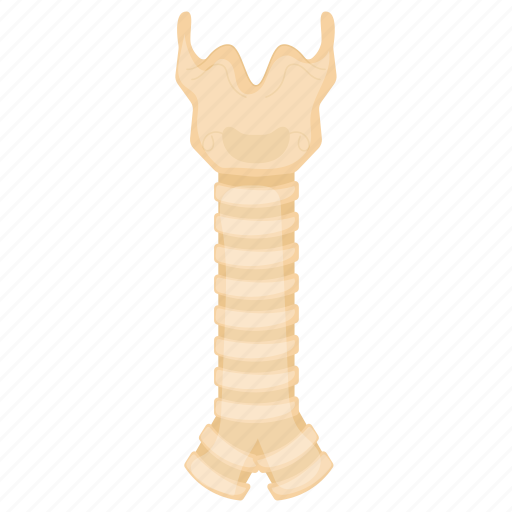 Trachea, wind pipe, neck, cartilage, internal part icon - Download on Iconfinder