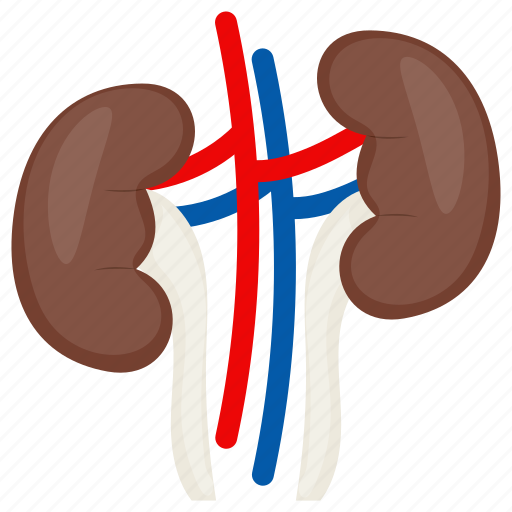 Kidney, renal, cortex, urethra, body part, internal structure icon - Download on Iconfinder
