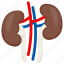 kidney, renal, cortex, urethra, body part, internal structure 