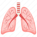 lungs, trachea, respiratory, breathing, internal part, human organ