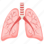 lungs, trachea, respiratory, breathing, internal part, human organ 