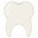 tooth, calcuim, molar, dental, dentistry, structure, teeth