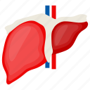 liver, organ, human, internal part, aorta, hepatic, vein