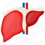 liver, organ, human, internal part, aorta, hepatic, vein 