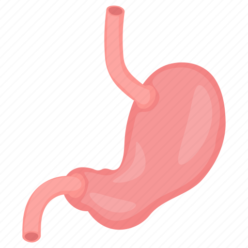 Stomach, digestive, organ, human part, esophagus, duodenum icon - Download on Iconfinder