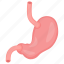 stomach, digestive, organ, human part, esophagus, duodenum 