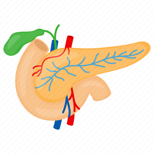 Pancreas, internal part, human, organ, galbladder icon - Download on Iconfinder