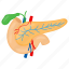 pancreas, internal part, human, organ, galbladder 