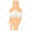 joint bone, femoral head, femur, articular cartilage, human, body part 
