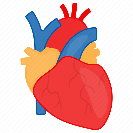 Heart, cardiac, aorta, blood, body part, human icon - Download on Iconfinder