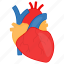 heart, cardiac, aorta, blood, body part, human 