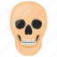 skull, human, body part, cranium, teeth, eyes, nose 