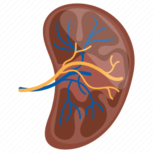 Kidney, bean shaped, human organ, internal part, veins icon - Download on Iconfinder