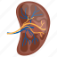 kidney, bean shaped, human organ, internal part, veins 