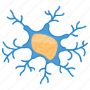 neuron, cell body, axon, nucleus, dendrite, human, internal part