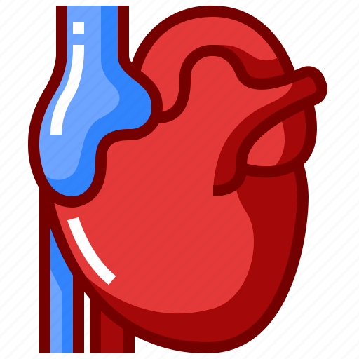 Anatomy, artery, blood, heart, human, organ icon - Download on Iconfinder