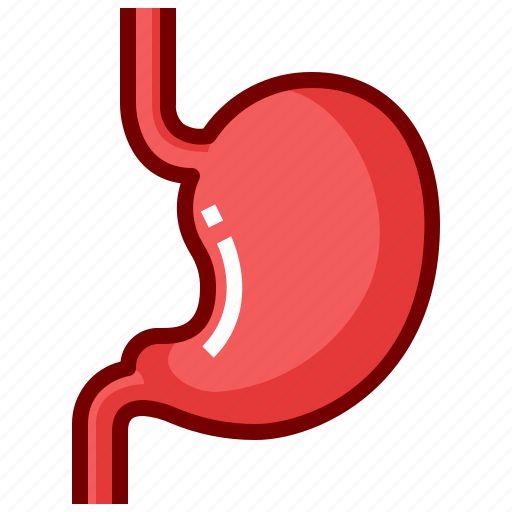 Anatomy, human, medical, medicine, organ, stomach icon - Download on Iconfinder