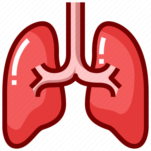Anatomy, breathe, human, lung, lungs, organ icon - Download on Iconfinder