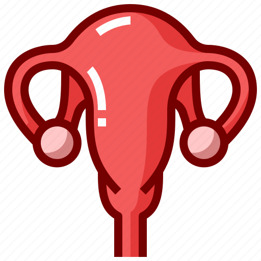 Female, gyenecology, human, organ, reproductive, uterus icon - Download on Iconfinder