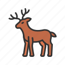 deer, nature, forest, herbivore, antlers, spotting, hunting, tracks