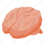 human, brain, isometric 