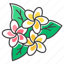 exotic, flower, frangipani, indonesian, plant, plumeria, tropical