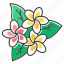 exotic, flower, frangipani, indonesian, plant, plumeria, tropical 